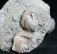 Platystrophia Brachiopod Fossil From Kentucky #6618-2